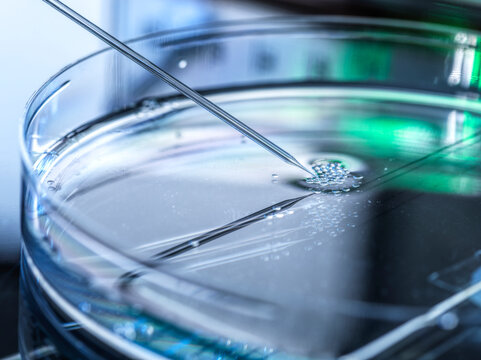 Nuclear transfer being carried out on several embryonic stem cells used in cloning and genetic modification at laboratory