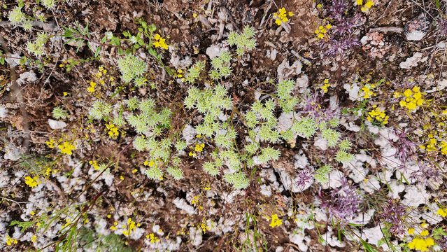 Minuartia hamata (hooked sandwort), a hardy wild plant with spiny hook-like bracts and pale green foliage, commonly growing on rocky, limestone-rich steppes and dry habitats.