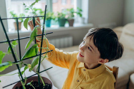 Smiling child observing a growing cucumber plant at home