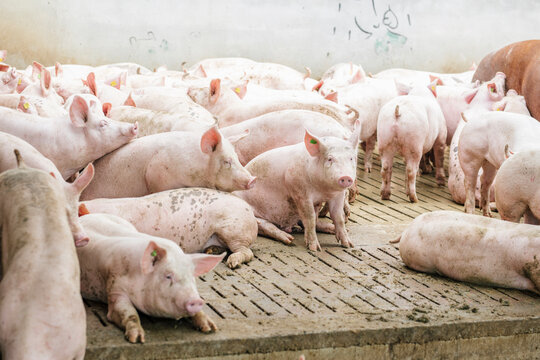 Pigs on hardwood floor at pigpen