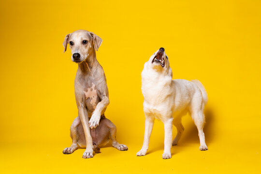 Overflowing Gratefulness and Bliss Shown by Two Rescued Street Dogs