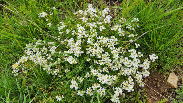 Arabis alpina (Alpine rockcress), a Brassicaceae wildflower with small white four-petaled blossoms, commonly found in high-altitude meadows and grasslands around Sivas Zara region.