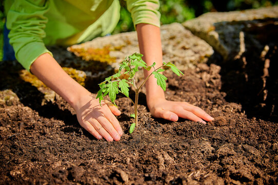 Boy planting tomato plant in garden at back yard