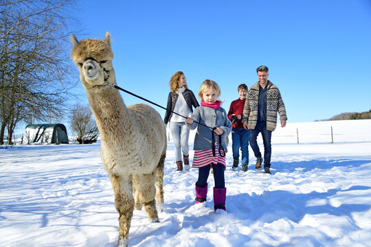 Family walking with alpaca on a field in winter