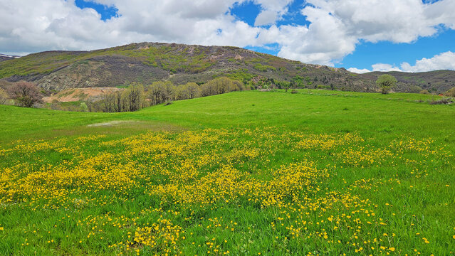 Field of meadow buttercups (Ranunculus acris) with bright yellow flowers blooming across grasslands and meadows, a common wildflower of temperate Europe and Eurasia.