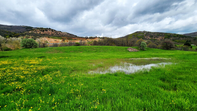 Field of meadow buttercups (Ranunculus acris) with bright yellow flowers blooming across grasslands and meadows, a common wildflower of temperate Europe and Eurasia.