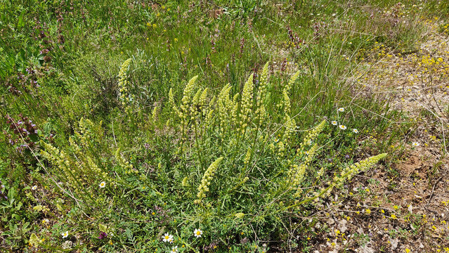 Reseda lutea (wild mignonette) is a flowering herb commonly found in fields, grasslands, and disturbed habitats. It is known for its yellow blooms, fragrant flowers, and deeply divided leaves.