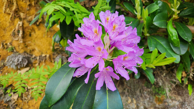 Rhododendron ponticum, known as Komar or wild rhododendron, is a dense evergreen shrub native to the Black Sea region, producing striking purple flowers in moist forest habitats during spring.