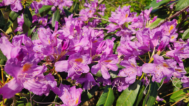 Wild forest rose, Avu or Komar (Rhododendron ponticum), is a dense evergreen shrub native to the Black Sea region, producing striking purple flowers in moist forest habitats during spring.