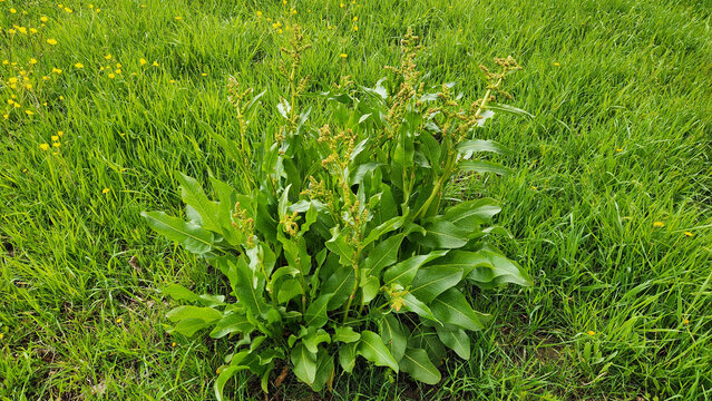 Rumex crispus in a meadow in Zara district of Sivas province
