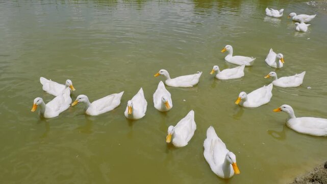 White Pekin Ducks Filling Frame from Above