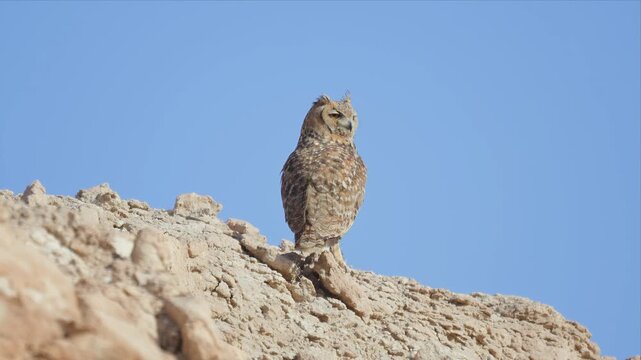 Close up Video of Solitary owl stands atop a rugged stone outcrop. Its feathers blend with earthy tones of the terrain. Sharp eyes gaze into the distance, alert and watchful
