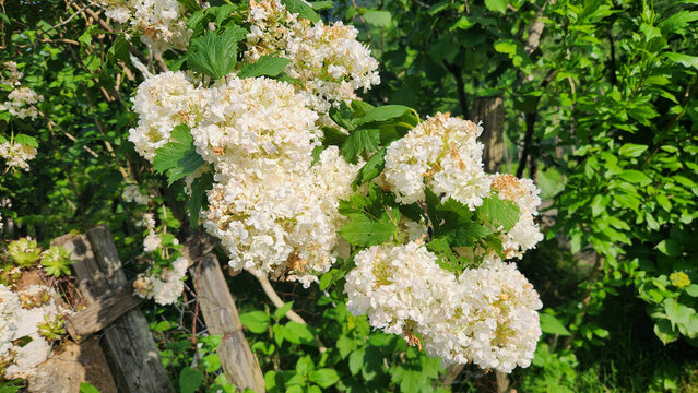 White flower clusters of gilaburu (Viburnum opulus) bloom in late spring, creating ornamental displays that attract pollinators and later develop into bright red berry clusters.