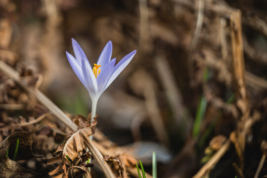 Close up of a purple crocus blooming among dry foliage in spring