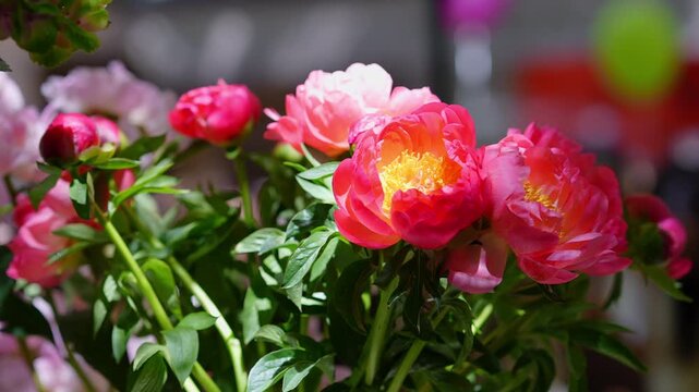 Beautiful pink and fuchsia peony flowers swaying gently in the breeze. Lush green leaves and vibrant yellow stamens in close-up detail