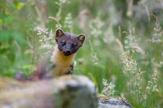 UK, Scotland, portrait of pine marten in nature