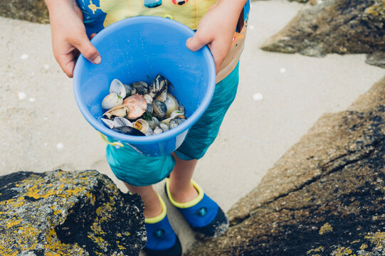 Boy holding bucket with mussels on beach