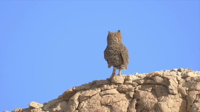 Close up Video of Elegant owl perches atop rugged, sunlit rock. Clear blue sky frames the bird's watchful gaze. Its feathers show intricate, mottled patterns. The owl appears alert and poised