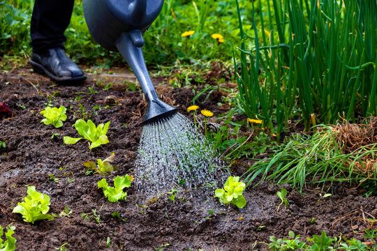 Watering lettuce plants with a watering can in a garden