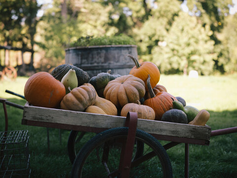 Harvested pumpkins on wheelbarrow