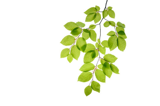 Branch of beech tree, Fagus sylvatica, white background