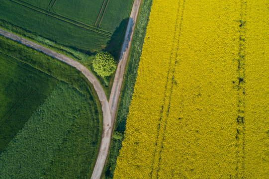 Germany, Bavaria, Aerial view of dirt road stretching along vast oilseed rape field in spring