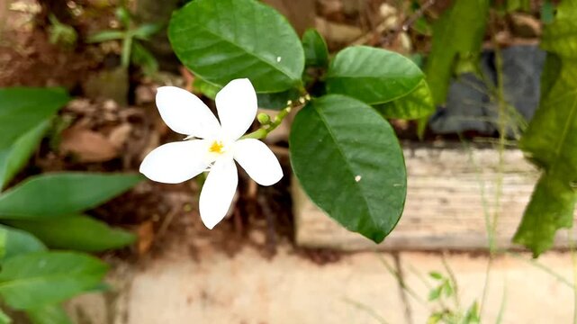 Single White Wrightia Antidysenterica Flower Blooming Among Serrated Green Leaves in Garden
