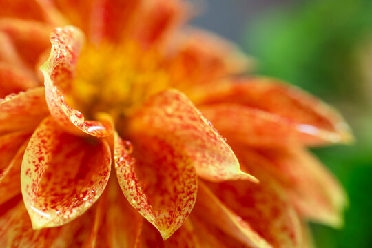 Orange dahlia in springtime