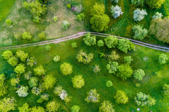 Germany, Baden-Wuerttemberg, Swabian Franconian forest, Rems-Murr-Kreis, Aerial view of meadow with scattered fruit trees and dirt road