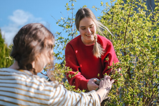 Smiling gardeners pruning a green bush in the backyard