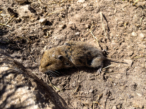A close-up shot of a small dead field vole or wild rodent lying on dry, sandy earth next to a rock in the bright sunlight.