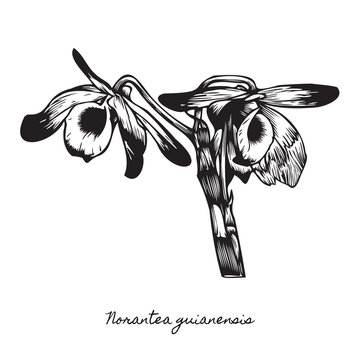 norantea guianensis olho de boneca flower woodcut, exotic amazon rainforest blossom linocut, rustic monochrome brazilian flora engraving