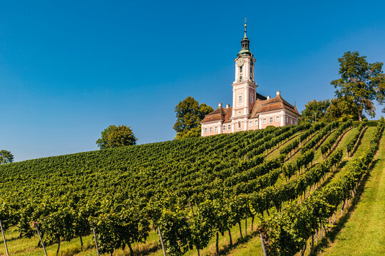 Germany, Baden-Wurttemberg, Birnau, Green vineyard in front of Pilgrimage Church of Birnau
