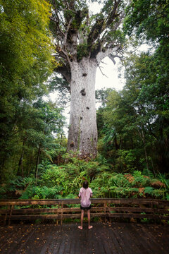 New Zealand, North Island, Northland, Young man admiring Tane Mahuta kauri tree