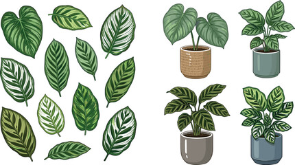 Potted houseplants and tropical green leaves collection featuring calathea maranta prayer plant and philodendron foliage in ceramic pots vector illustration © Lili Begum