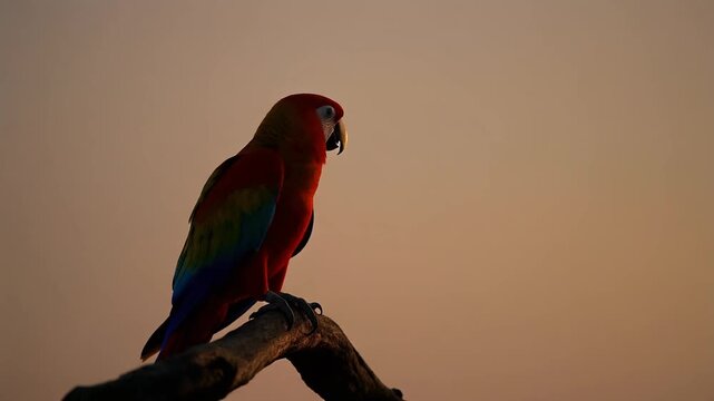 Scarlet Macaw Perched Silhouetted Against a Golden Sunset Sky in a Tropical Environment Capturing Nature Beauty