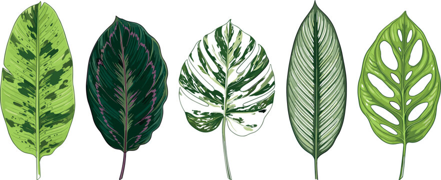 Tropical variegated green leaves vector set featuring monstera albo deliciosa calathea and ficus foliage elements for jungle botanical garden background design.