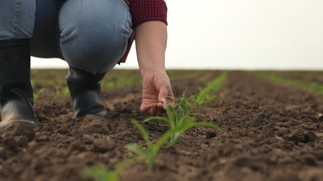 hand farmer sprout, young germ land field, agriculture, farming, business growth development, dirt soybean day growing cultivation, earthen, man nutrition hand bountiful evening droplets green slow