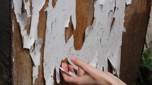 Hand peeling old chipped paint from worn wooden furniture surface