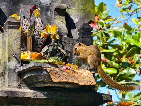 a Plantain squirrel or Callosciurus notatus eating food offerings at a Balinese stone shrine
