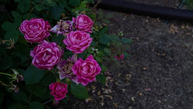 May Roses in the early morning. 
