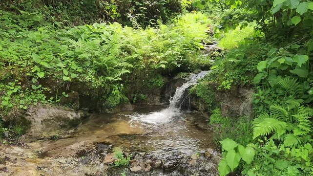 A small stream flows through a hazelnut orchard on the steep slopes of T&uuml;rkiye&rsquo;s Eastern Black Sea Region, where mountain spring waters create peaceful cascades and lush natural scenery.