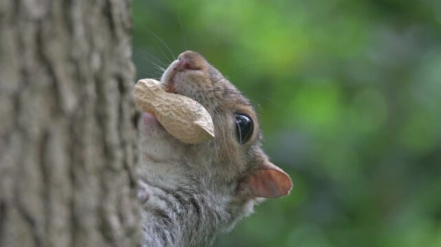 Grey Squirrel (Sciurus carolinensis) on a tree trunk with a peanut in its mouth. June, Kent, UK [Slow motion x4]