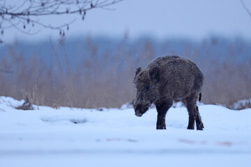 Dzik euroazjatycki, dzik, (Sus scrofa) © Bartosz Rakoczy
