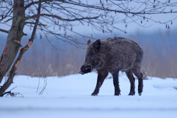 Dzik euroazjatycki, dzik, (Sus scrofa) © Bartosz Rakoczy