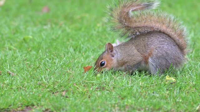 Young Grey Squirrel (Sciurus carolinensis) looking for food on a lawn in a public park. June, Kent, UK [Half speed]