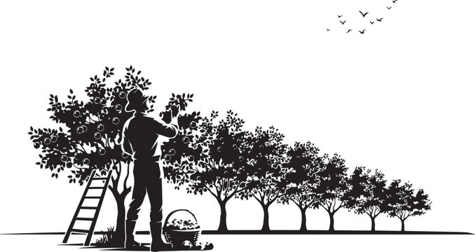Man pruning tree with ladder and basket