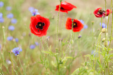 Naklejka premium red poppy flowers