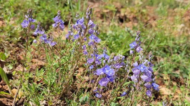 Veronica multifida, a perennial wildflower with finely divided leaves and dense clusters of blue-purple flowers, commonly found in dry grasslands and rocky habitats.