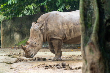 Rhinoceros walking in naturalistic zoo habitat © Amane